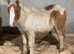 Unregistered Shetland colt