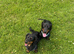 2 year old Daschund