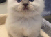 Ragdoll