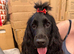 Sprocker