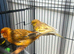 2 canerys