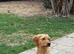 KC Registered female for sale