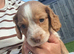 Cocker spaniel puppies
