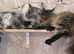 Maine Coon Registered TICA