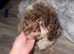 Cockapoo Male