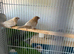 2 females
