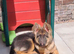 Beautiful blue&tan pup sadly looking for new home