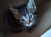 Kitten looking for a new home
