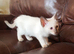 Siamese Ragdoll Cross kittens (Ragamese)