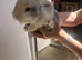Lion head rabbits