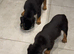Stunning Rottie bitch pup