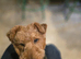 Can you give Gwenn a new loving home?