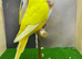 Mixed budgies