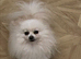 Beautiful 4yo pedigree Pomeranian boy available