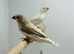 Zebra finches