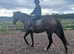 Straightforward 15.2hh stunning mare