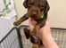 Dachshund puppies