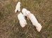 4 albino ferret kits for sale
