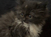 Perdoll kittens ready now