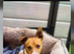 Jack russel