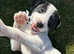 Lurcher pups