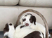 Ftch KC reg springer spaniel pups