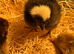 Days old chicks