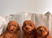 The 3 little ladys ready now F1b Red cavapoo