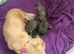 Beautiful Long-Haired Miniature Dachshund Puppies