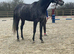 15.3 Thoroughbred  6yrs for sale sadly outgrown