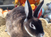 Mini Rex BUCKS for RESERVE