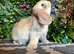Mini lops ready to go