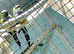 Proven pair patagonian conures