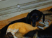 Dachshund puppies