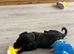 Cocker spaniel/ Labrador