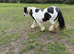 10 yr old very heavy black and white mare from exceptional bloodlines