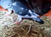 X4 pigeons for sale £10 each