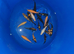 koj carp for sale