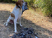 Pointer puppies/ Working & Champion Bloodlines