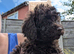 Cockapoo puppies. Reduced price