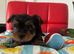 Tea cup Yorkshire Terrier boys