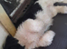 Male shih tzu puppy for sale
