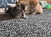 Scottish fold/Scottish straight kittens availible. Father is Tica registered