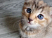Playful girl kitten 5 weeks old