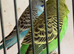 Baby budgies