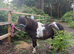 Perfect first ridden standard Shetland gelding