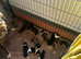 Collie bull greyhounds