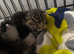 Beautiful kittens