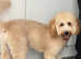 F1b cockapoo for stud