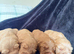 Cocker spaniel puppies